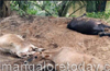 Ullal cops raid illegal butchery; seize cattle